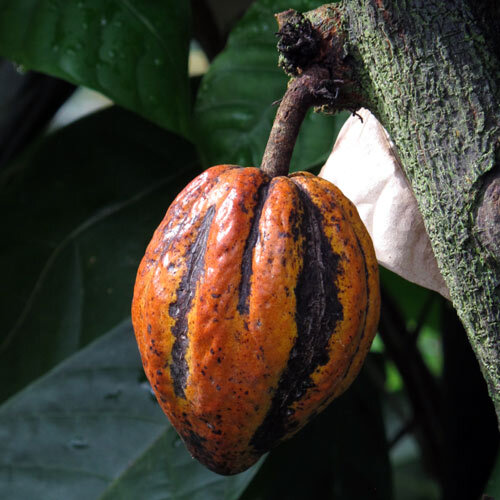 Mazorca de cacao madura anaranjada en el tronco del cacao