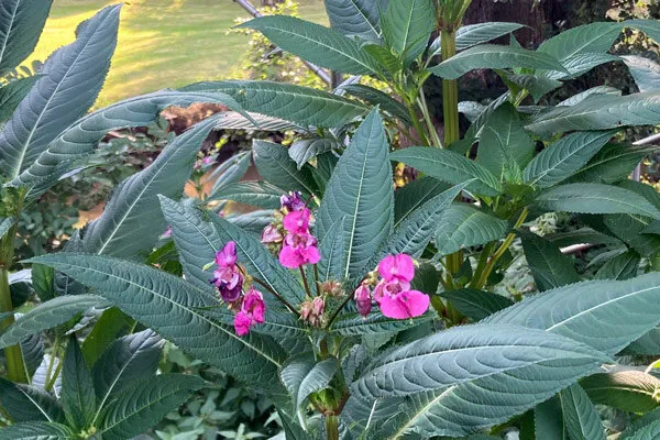 Balsamina del Himalaya en flor