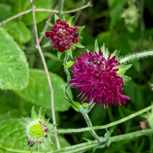 Escobilla morisca (Scabiosa atropurpurea) con flor granate y capullo