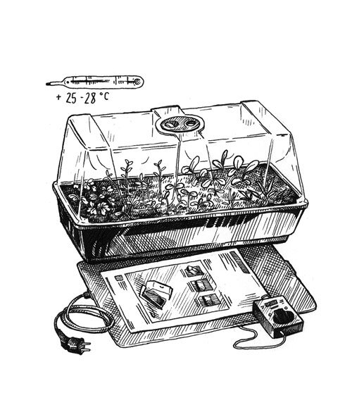 Dibujo: plántulas en un minivivero sobre una manta térmica con termostato a +25 a 28 °C