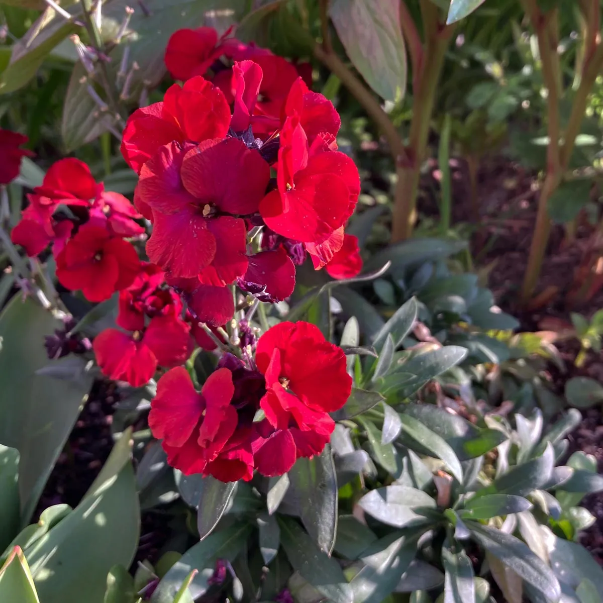 Goldlack 'Scarlet Emperor' (Erysimum cheiri) Samen