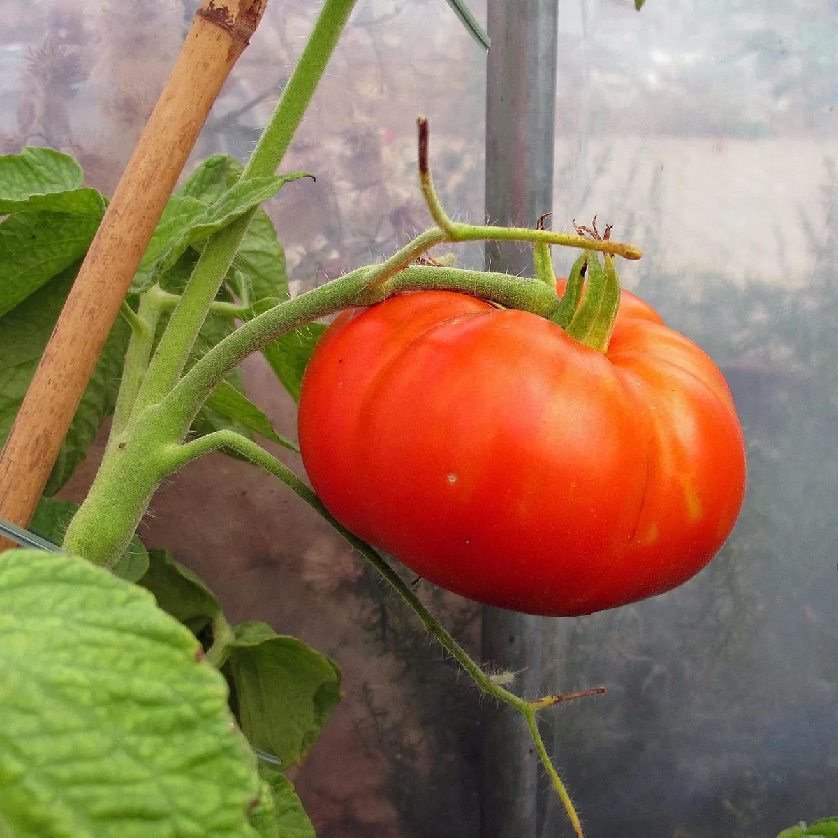 Fleischtomate 'Marmande' (Solanum lycopersicum) Samen