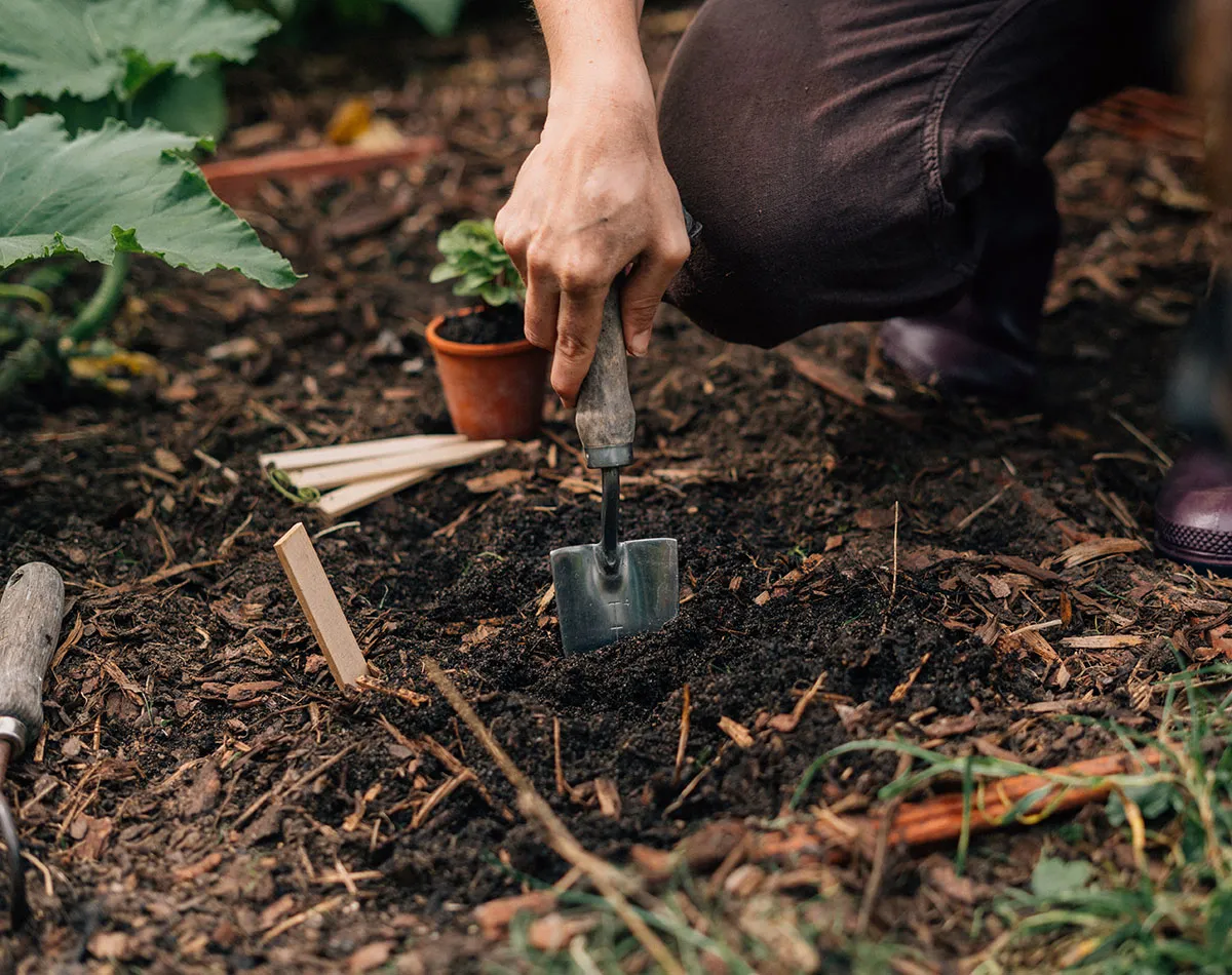Siembra de semillas que necesitan frío para germinar al aire libre