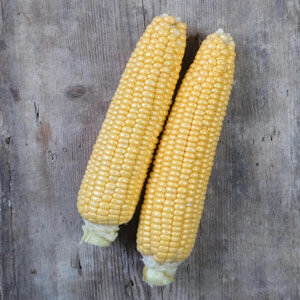 Dos mazorcas cosechadas de Maíz 'Golden Bantam' (Zea mays) sobre madera