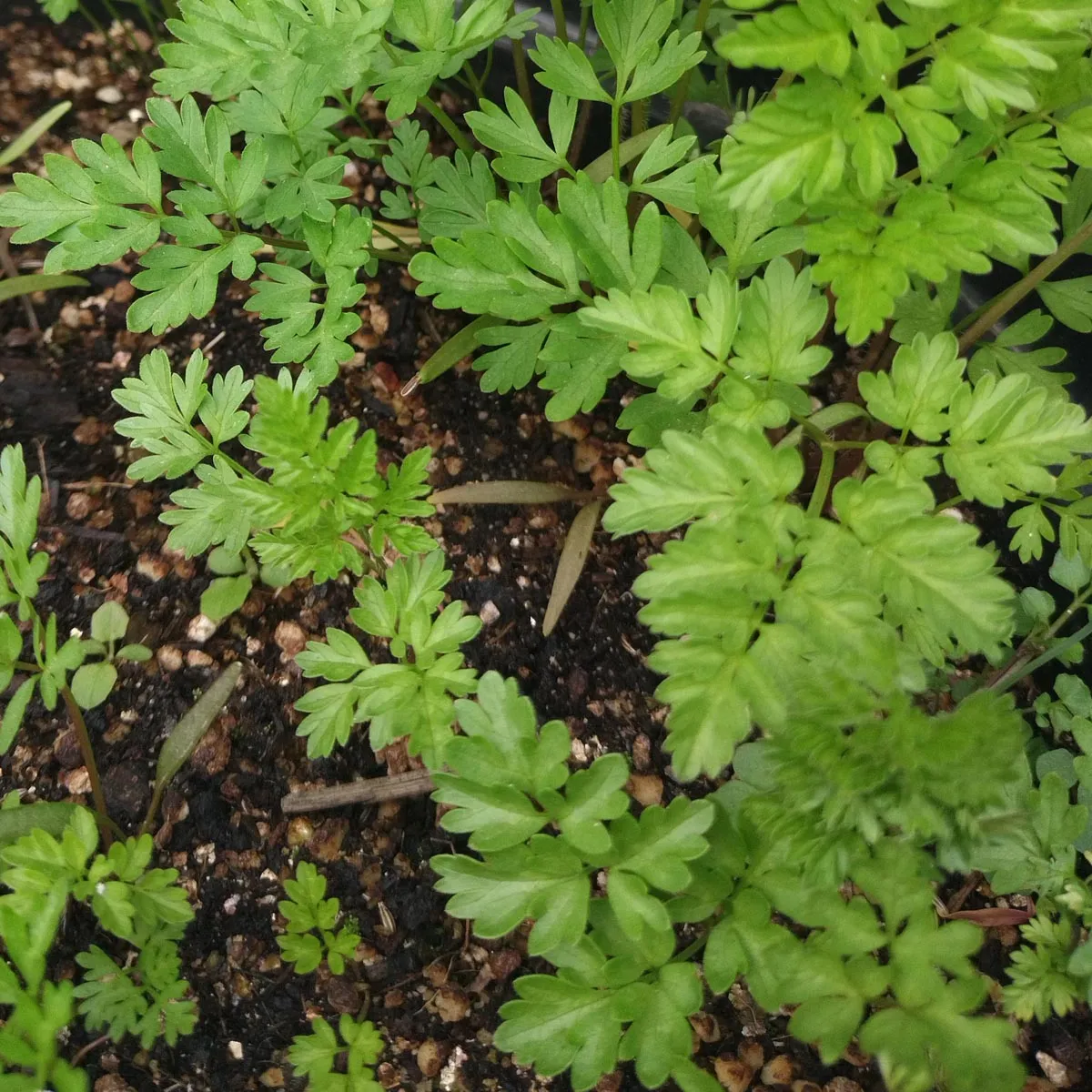 Kerbelrübe (Chaerophyllum bulbosum) Bio Saatgut