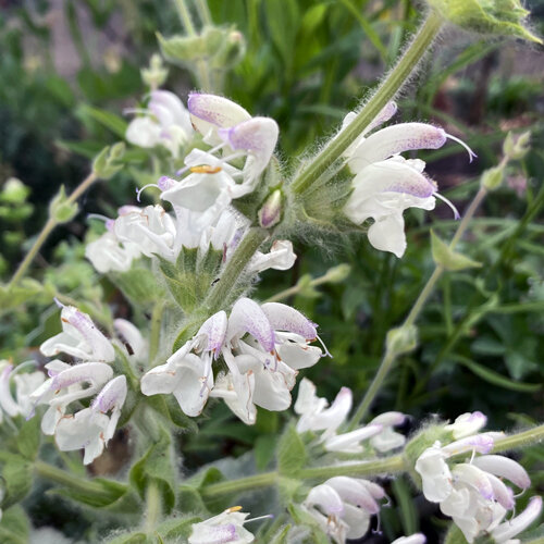 Flores blancas y vellosas de la salvia plateada (Salvia argentea)