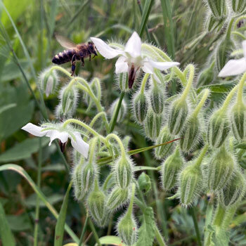 Borraja blanca 'Alba' (Borago officinalis) con una abeja acercándose
