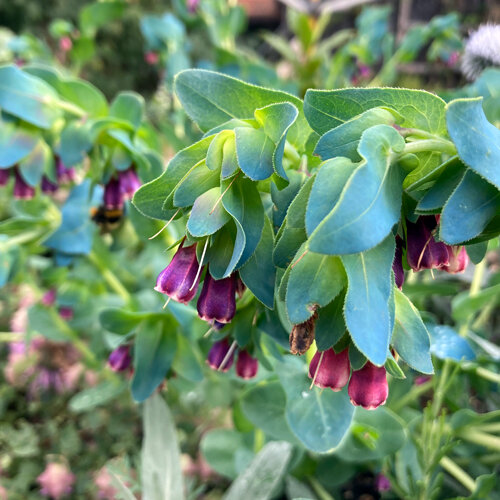 Ceriflor (Cerinthe major) con flores acampanadas violetas y hojas verdeazuladas
