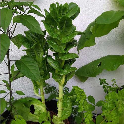 Lechuga espárrago con tallo grueso y penacho de hojas en una maceta
