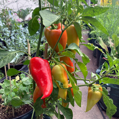 Planta de pimiento puntiagudo con frutos rojos y amarillo anaranjados en maceta
