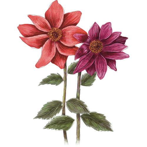 Dalias