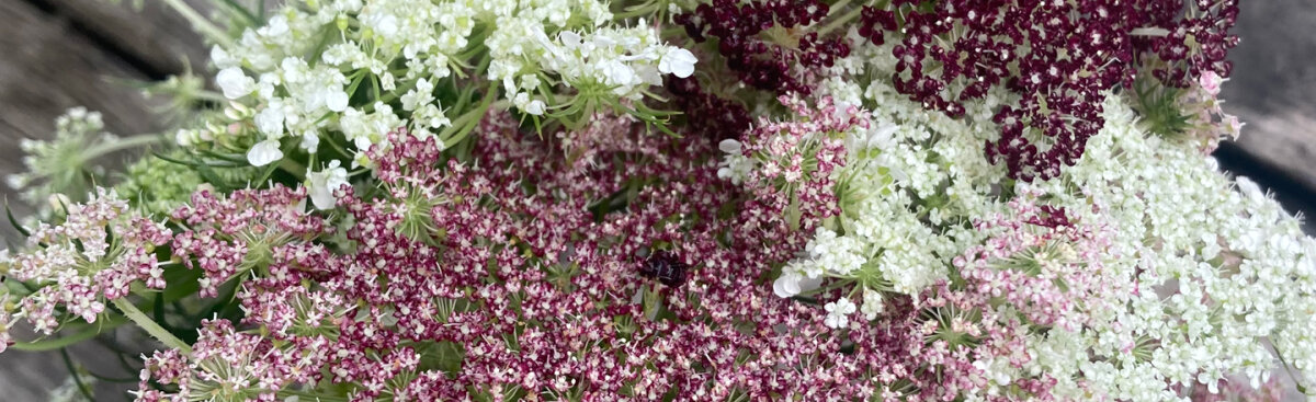 Plantas bienales - sembrar ahora, disfrutar el año que viene - Sembrar plantas bienales en verano: cómo conseguirlo