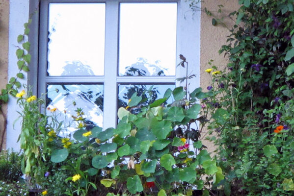 ¿Balcón orientado al norte, sur, este u oeste? Así encuentras las plantas adecuadas para tu espacio - ¿Balcón norte, sur, este u oeste? Encontrar las plantas adecuadas