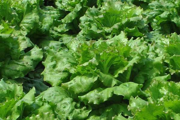 ¿Por qué mi lechuga espiga tan rápido? - ¿Por qué mi lechuga espiga tan rápido?