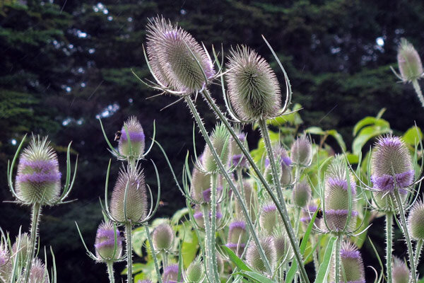 La cardencha silvestre: un pequeño cosmos de jardín sobre tallos espinosos - Plantar cardencha silvestre: mini-biotopo para aves &amp; insectos