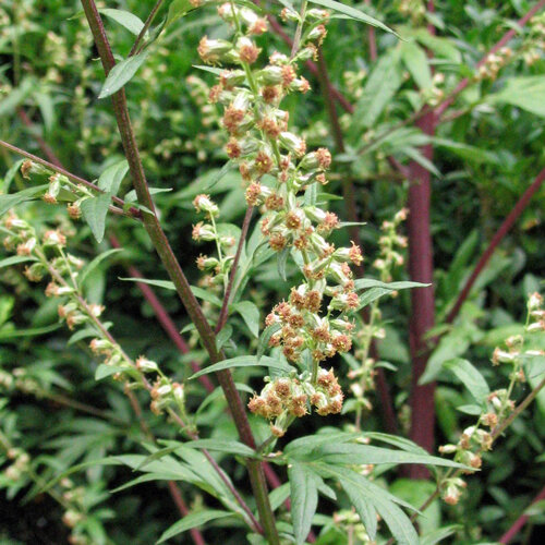 Artemisa común (Artemisia vulgaris) 