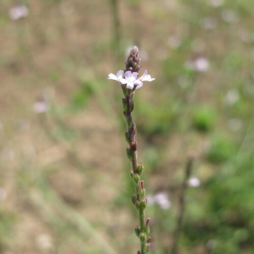 Hierba sagrada (Verbena officinalis) 