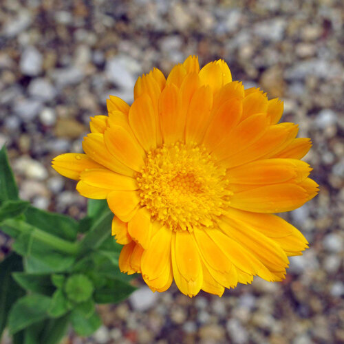 Caléndula / margarita (Calendula officinalis)