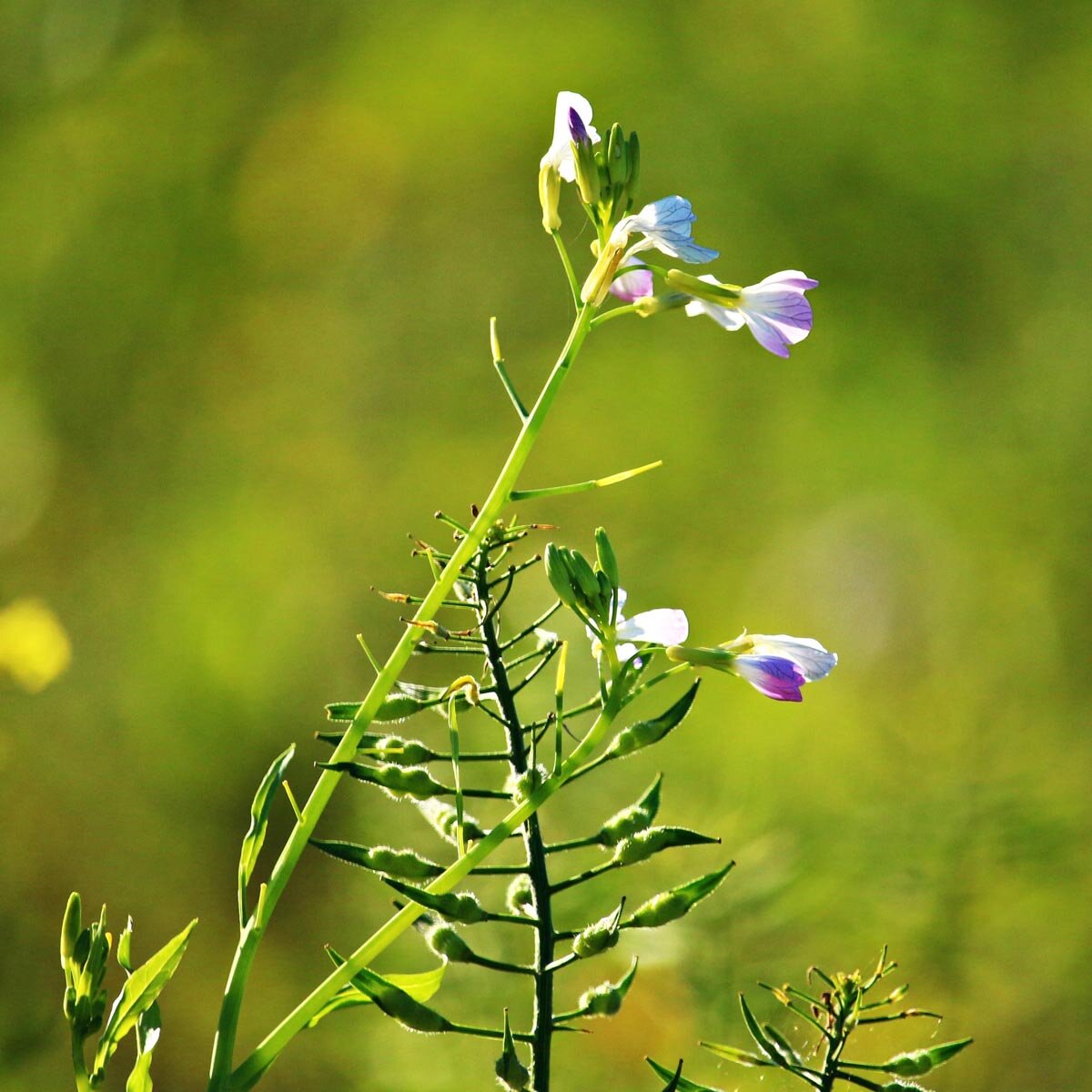 Rábano oleaginoso (Raphanus sativus var. oleifera)