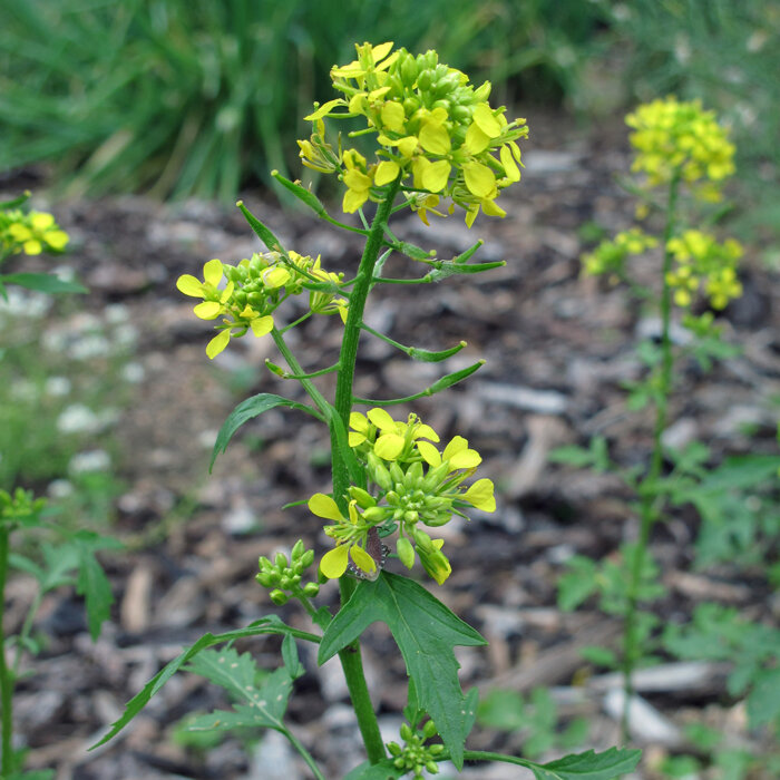 Mostaza blanca (Sinapis alba) 