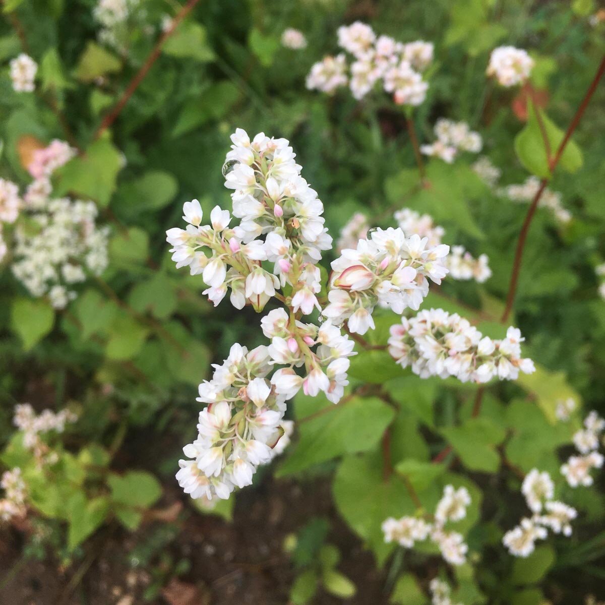 Alforfón /Trigo sarraceno (Fagopyrum esculentum)