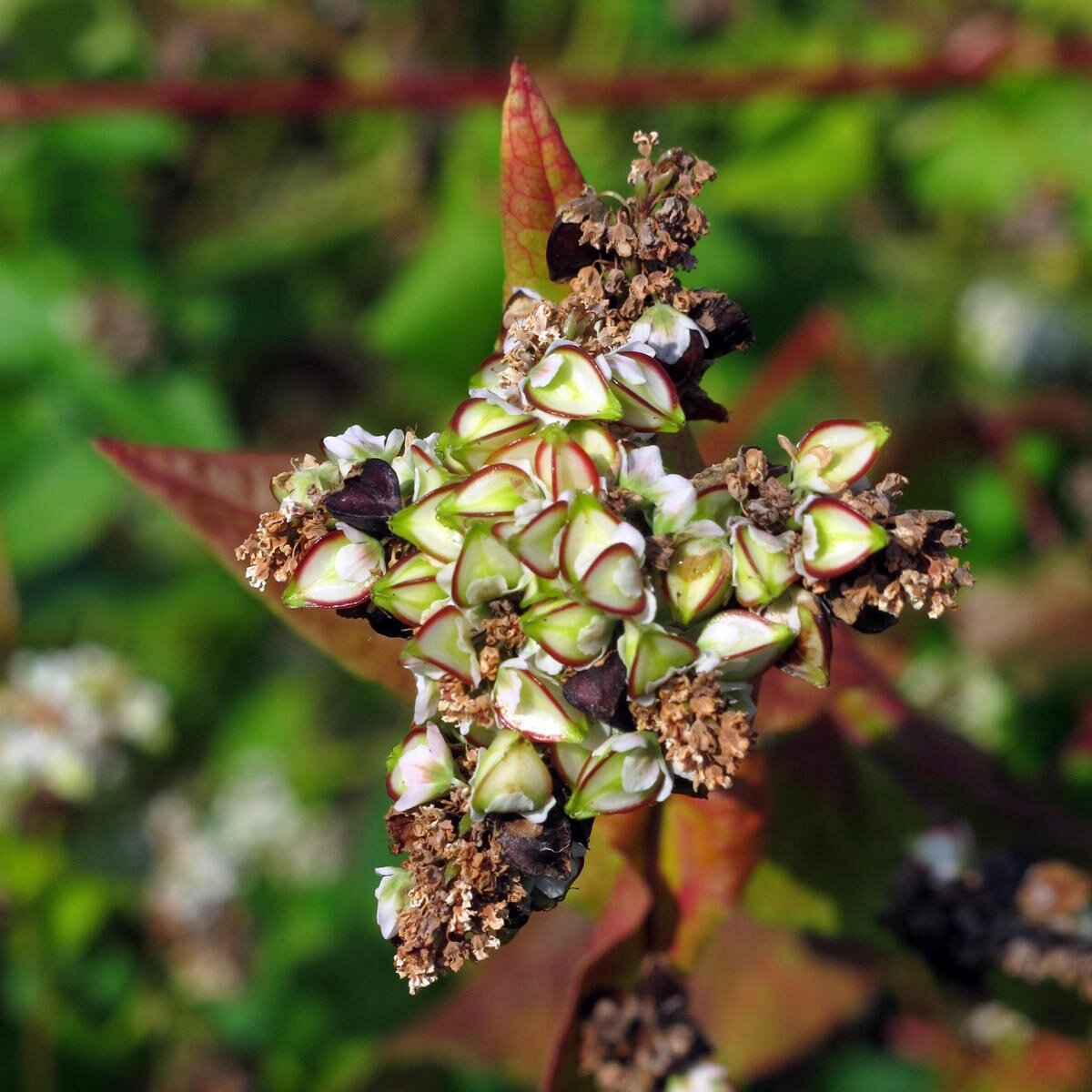 Alforfón /Trigo sarraceno (Fagopyrum esculentum)