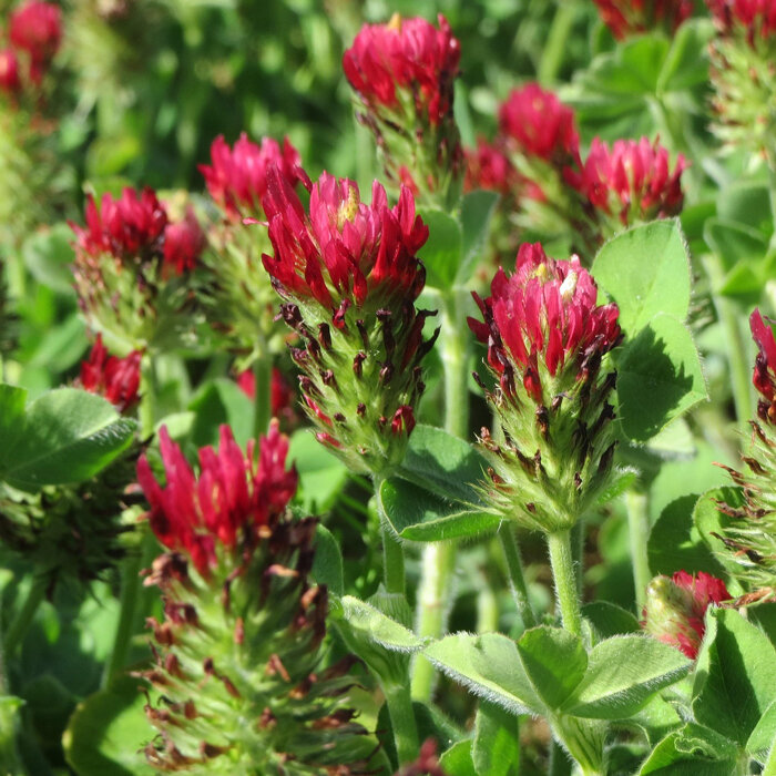 Trébol encarnado (Trifolium incarnatum)