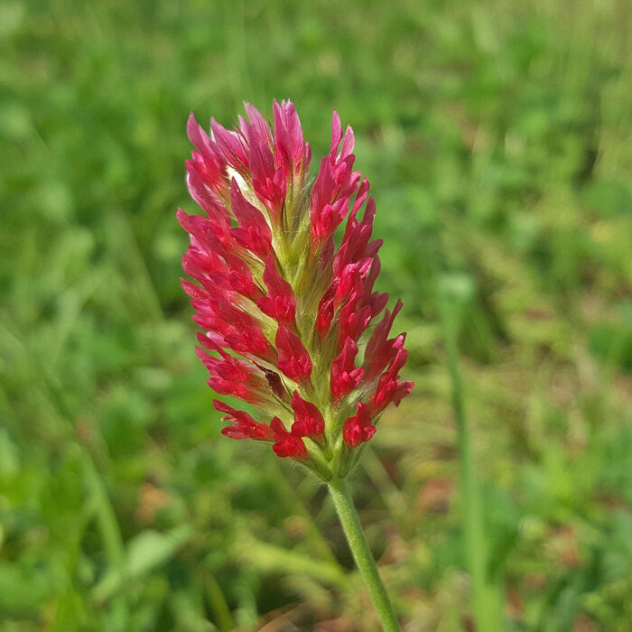 Trébol encarnado (Trifolium incarnatum)