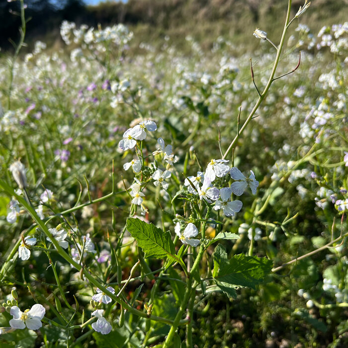 Rábano oleaginoso (Raphanus sativus var. oleifera) 