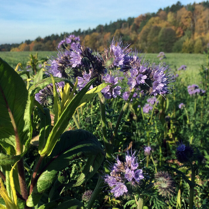 Facelia (Phacelia tanacetifolia)