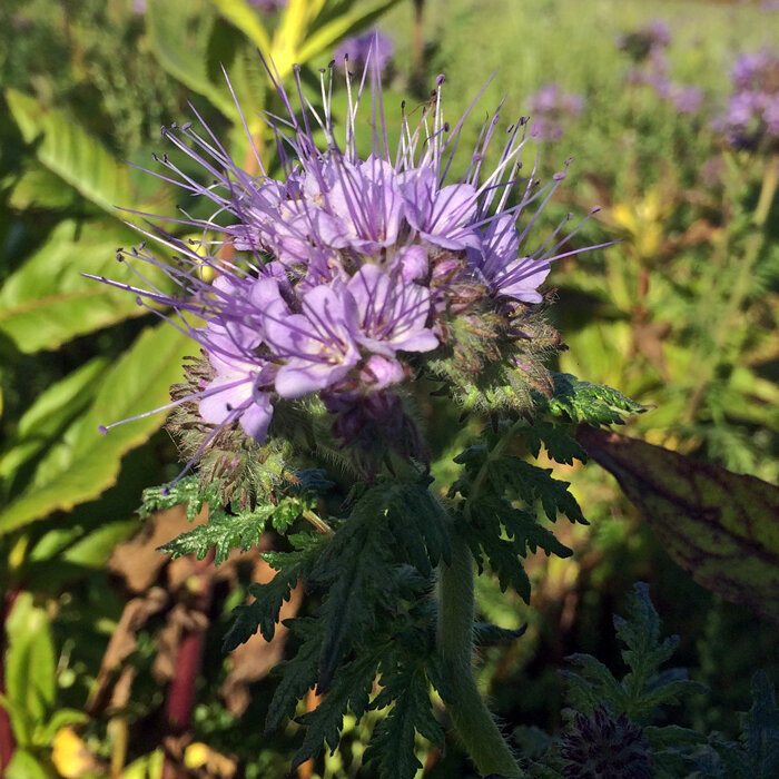 Facelia (Phacelia tanacetifolia)