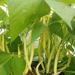 Judía amarilla "Dior" (Phaseolus vulgaris)