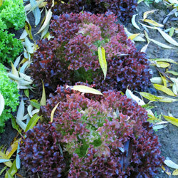 lechuga de hoja