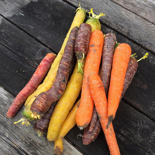 Mezcla de zanahorias de colores (Daucus carota)