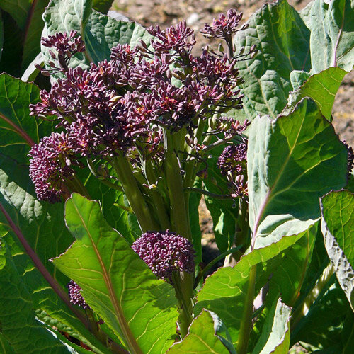 Brócoli violeta 'Purple Sprouting' 