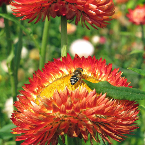 Siempreviva (Xerochrysum bracteatum)