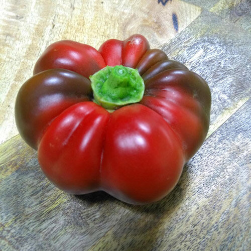 Pimiento dulce "Topepo Rosso" (Capsicum annuum) 