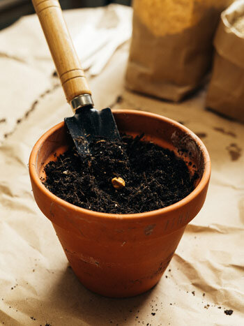 die richtige erde ist die wichtigste Grundlage fuer gesunde Pflanzen