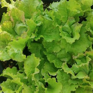 Lechuga batavia 'Grazer Krauthäuptel' (Lactuca sativa)