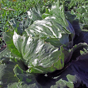 Lechuga Iceberg 'Laibacher Eis'