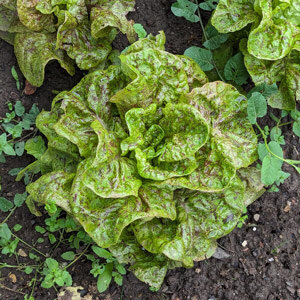 Lechuga romana 'Forellenschluss' 