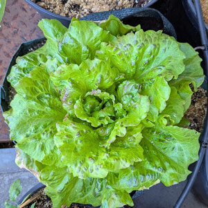 Lechuga batavia 'Maravilla de Verano'