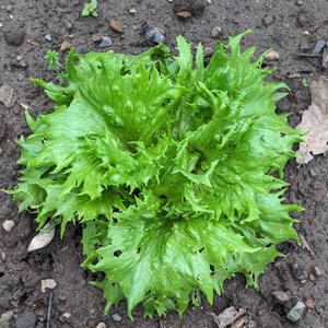 Lechuga iceberg 'Ice Queen' (Lactuca sativa) 