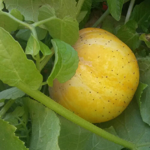 Pepino manzana (Cucumis sativus)