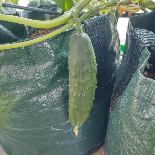 Pepino 'Marketmore’ (Cucumis sativus)