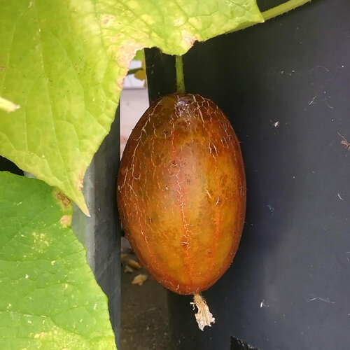 Pepino marrón ruso "Brown Russian" (Cucumis sativus)
