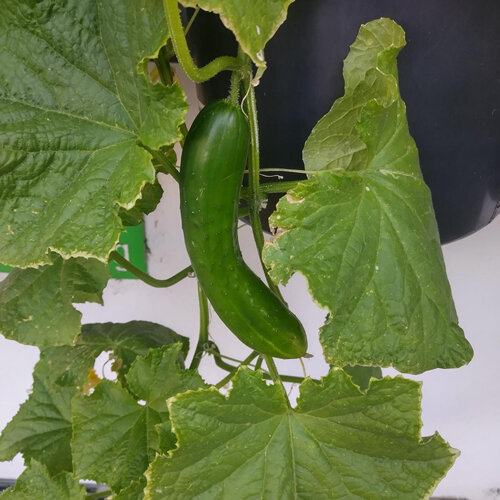 Pepino 'Tanja' (Cucumis sativus) 