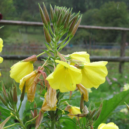 Onagra común (Oenothera biennis)
