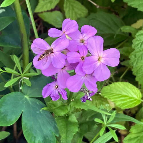 Juliana (Hesperis matronalis)