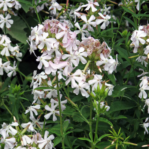 Jabonera común (Saponaria officinalis)